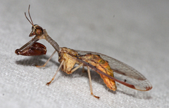 Dicromantispa interrupta