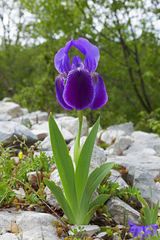 Iris relicta