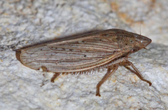 Prairiana