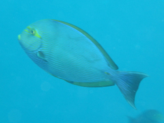Acanthurus mata