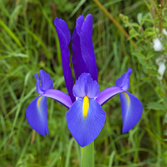 Iris xiphium