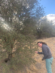 Quercus john-tuckeri