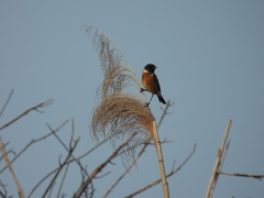 Saxicola rubicola