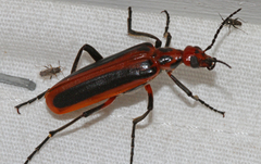 Pyrota tenuicostatis