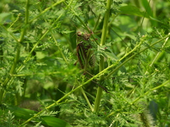 Gampsocleis sedakovii