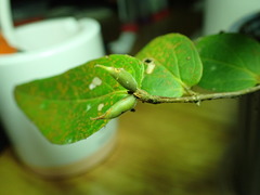 Ceratostema amplexicaule