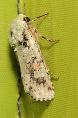 Lacinipolia laudabilis