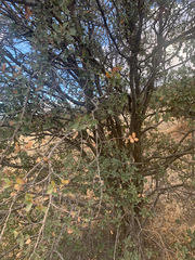 Quercus john-tuckeri