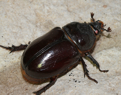 Strategus aloeus