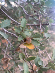 Quercus john-tuckeri