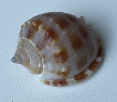 Semicassis centiquadrata