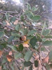 Quercus john-tuckeri