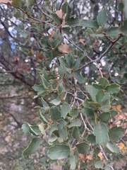 Quercus john-tuckeri