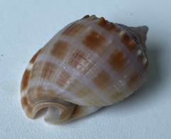 Semicassis centiquadrata