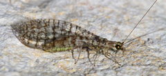 Eremochrysa