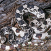 Northern Pine Snake - Photo (c) bobbyfingers, some rights reserved (CC BY-NC), uploaded by bobbyfingers