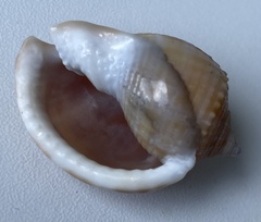 Semicassis centiquadrata