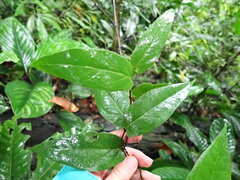 Ceratostema amplexicaule