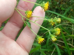 Bidens reptans