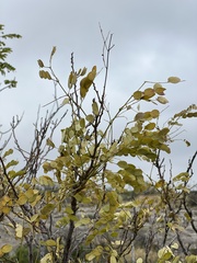 Leucaena retusa