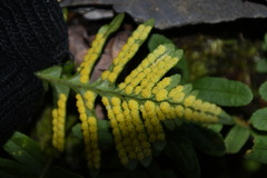 Polypodium