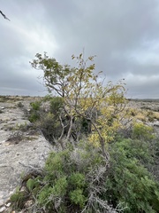 Leucaena retusa