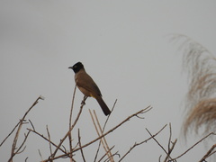 Pycnonotus xanthopygos