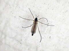 Keroplatidae