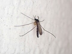 Keroplatidae