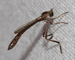 Leptogaster virgata