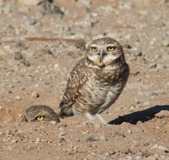 Athene cunicularia hypugaea