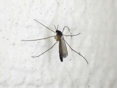 Keroplatidae