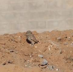 Athene cunicularia hypugaea