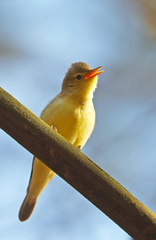 Hippolais icterina