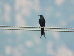 Dicrurus macrocercus