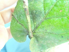 Ceratostema amplexicaule