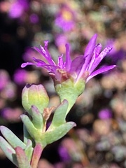 Erepsia esterhuyseniae