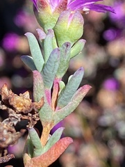 Erepsia esterhuyseniae