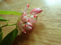 Cavendishia tarapotana