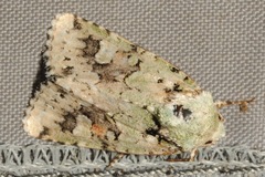 Lacinipolia laudabilis