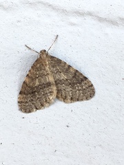 Operophtera bruceata