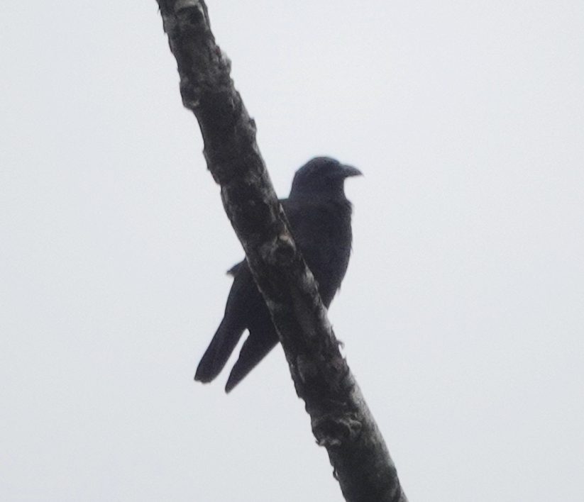 Violet Crow