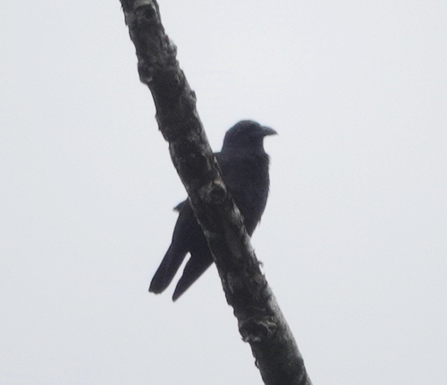 Violet Crow (Corvus violaceus)