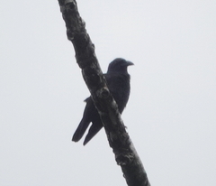 Corvus violaceus