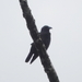 Cuervo Violeta - Photo (c) desertnaturalist, algunos derechos reservados (CC BY), subido por desertnaturalist