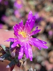 Erepsia esterhuyseniae