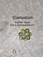 Coelastrum