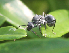 Polyrhachis schistacea