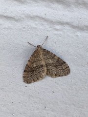 Operophtera bruceata
