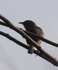 Cisticola fulvicapilla